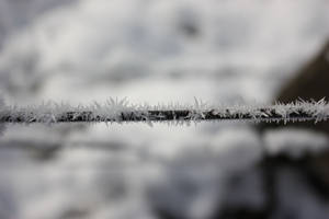 雪景冬日場景中電線上的霜晶。