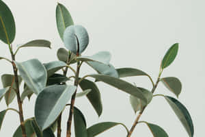 柔和綠色調的光澤橡膠植物葉子，襯以中性灰色背景。