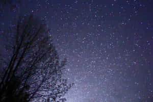 黑暗的樹木剪影，映襯著滿是閃爍星星的星空夜空。