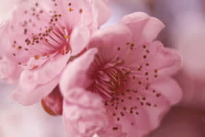 粉紅櫻花特寫，可見雄蕊和柔和背景。 — 向日葵田 壁紙