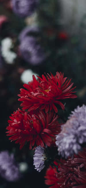 紅色和紫色菊花的特寫，背景模糊。 — Pixel 11 Pro XL 壁紙