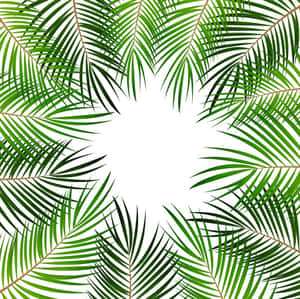 白色背景上的綠色棕櫚葉圓形框架 — 棕櫚樹 GIF 壁紙