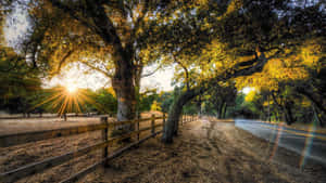 夕陽的光線穿過秋天的樹木，在帶有木柵欄的鄉村道路上投下影子。