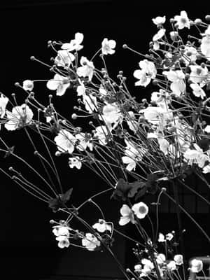 精緻的白色花朵和花蕾在纖細的莖上，襯托著黑色背景。 — 唯美花朵動圖 壁紙