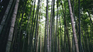 茂密森林中的高大竹莖，斑駁的陽光透過綠葉灑落。