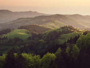 日出照耀著山地景觀中連綿起伏的綠色山丘和森林。 — 綠樹 壁紙