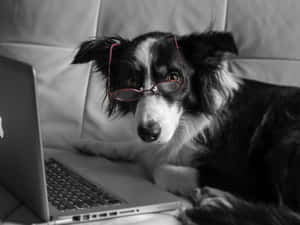 一隻戴着眼鏡的邊境牧羊犬盯着沙發上的手提電腦。
