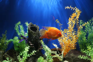 橙色魚在帶有藍色燈光和裝飾石塊的種植水族箱中游動。