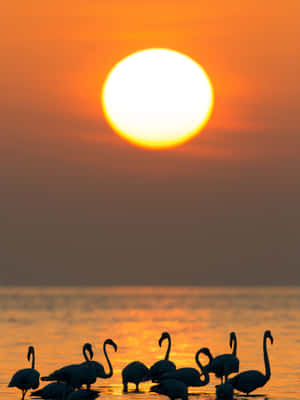 火烈鳥以剪影形式出現在水面上夕陽的背景中。