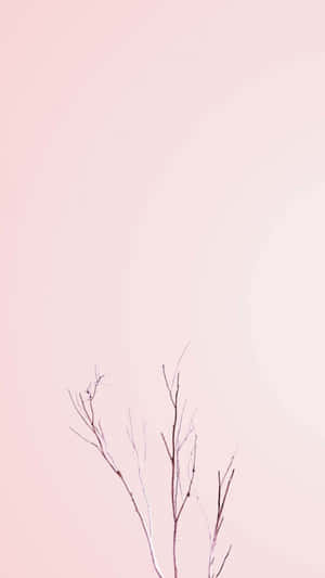 極簡粉紅色背景，帶有裸露樹枝的剪影。 — 簡約美學 壁紙