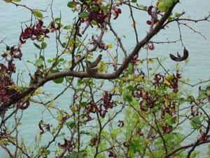 水邊多刺樹枝上的小鳥和紅色莢果 — 蜂鳥 GIF 壁紙