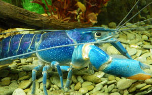 藍斑龍蝦在水族箱中，有鵝卵石和植物 — 蟹 壁紙