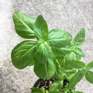 一盆羅勒植物，葉子茂盛翠綠，放在混凝土表面上。