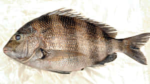 一條完整的魚，帶有細緻的鱗片和尖刺的魚鰭，在白色表面上。 — 明亮 壁紙