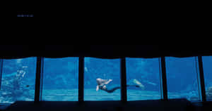 從黑暗的房間看到一名潛水員在大型水族箱中游泳。