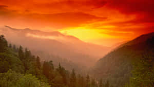 夕陽籠罩在霧氣瀰漫的山巒之上，下方是茂密的森林