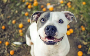 一隻微笑的比特犬，周圍地上有掉落的橙子。