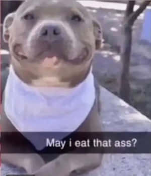 一隻戴住白色頭巾嘅比特犬，上面有文字問准唔准食屎窟。