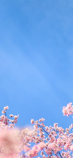 春天，粉紅色的櫻花在清澈的藍天下綻放。 — iPhone 13 Mini 壁紙