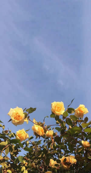 黃色玫瑰與綠葉在清澈的藍天下。 — 唯美花朵動圖 壁紙