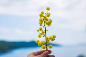 手拿著黃色金合歡花，背景是模糊的水和天空。