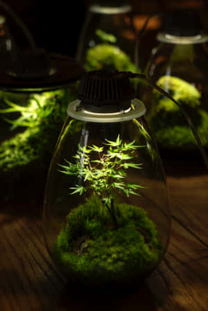 一個玻璃容器，內有小型植物和苔蘚，由內部燈泡照亮，放在木頭上。 — Huawei MatePad 11.5 S (2025) 壁紙