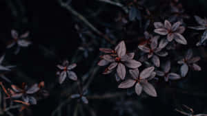 深紫色花朵帶有露珠，在黑色背景上柔和發光。 — 唯美花朵動圖 壁紙