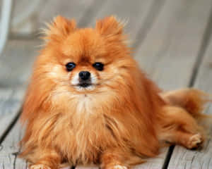 毛茸茸的橙色博美犬坐在木甲板上