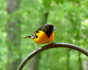 一隻明亮的黃色和黑色金鶯鳥棲息在綠色森林中的金屬桿上。
