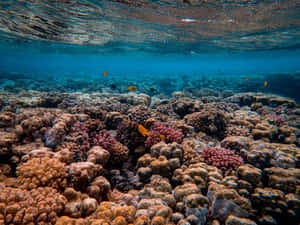 水面下的珊瑚礁，橙色魚兒在清澈的藍色海水中游動。
