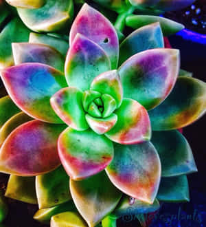 一株彩虹色嘅多肉植物，喺彩色燈光下葉片發光。 — 植物 壁紙