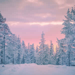 粉紅暮色天空下，白雪覆蓋的松樹在寧靜的冬日森林中。 — 美學 壁紙