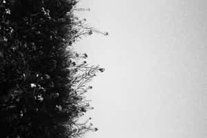 在顆粒狀陰天天空襯托下的剪影花枝，黑白。 — 淺粉紅色美學動圖 壁紙