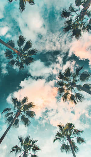 棕櫚樹伸向色彩繽紛的日落天空，天空中有蓬鬆的雲朵。 — 棕櫚樹 GIF 壁紙