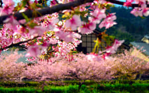 背景中有傳統日本建築的盛開粉紅色櫻花。