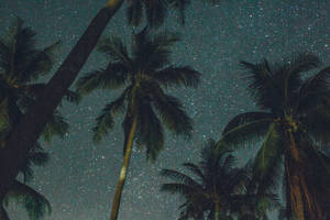 棕櫚樹在星空夜空的襯托下呈現剪影。