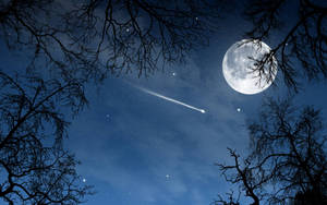 夜晚透過光禿的樹枝可見月亮和流星。