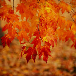 秋日森林中火紅楓葉的特寫。 — 秋天 壁紙
