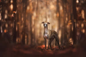 一隻虎斑色惠比特犬站在秋日森林中，金色樹葉和柔和陽光相伴。