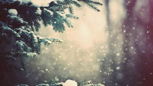 被雪覆蓋的松樹枝條，在柔和的冬日光線中飄落著雪花。 — 冬天桌面 壁紙