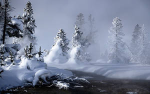 冬日森林中煙霧繚繞的河邊白雪覆蓋的樹木。