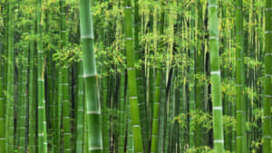 茂密森林中的高大綠色竹莖，陽光穿過樹葉灑落。