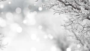 雪白冬日景觀中結霜的樹枝，帶有柔和的散景背景。
