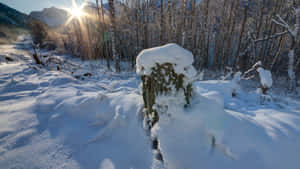 冬日森林中被雪覆蓋的樹樁，陽光透過光禿禿的樹木照射進來。