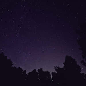 黑暗的樹木剪影映襯著繁星點點的夜空。