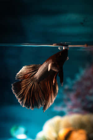 一條深色鬥魚帶有流動的魚鰭，在藍色水族箱中靠近水面游動。