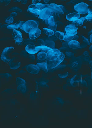 藍色水母漂浮在黑暗海水中