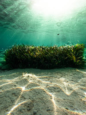 海草床的水下景觀，沙底上有陽光圖案 — 植物 壁紙