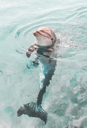 海豚在清澈的藍色海水中游泳，可見尾巴和漣漪。 — 動物 壁紙