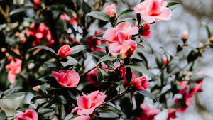 粉紅色山茶花與綠葉，自然花園環境
